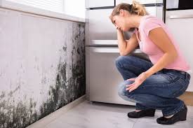 Trusted East Flat Rock, NC Mold Remediation Experts